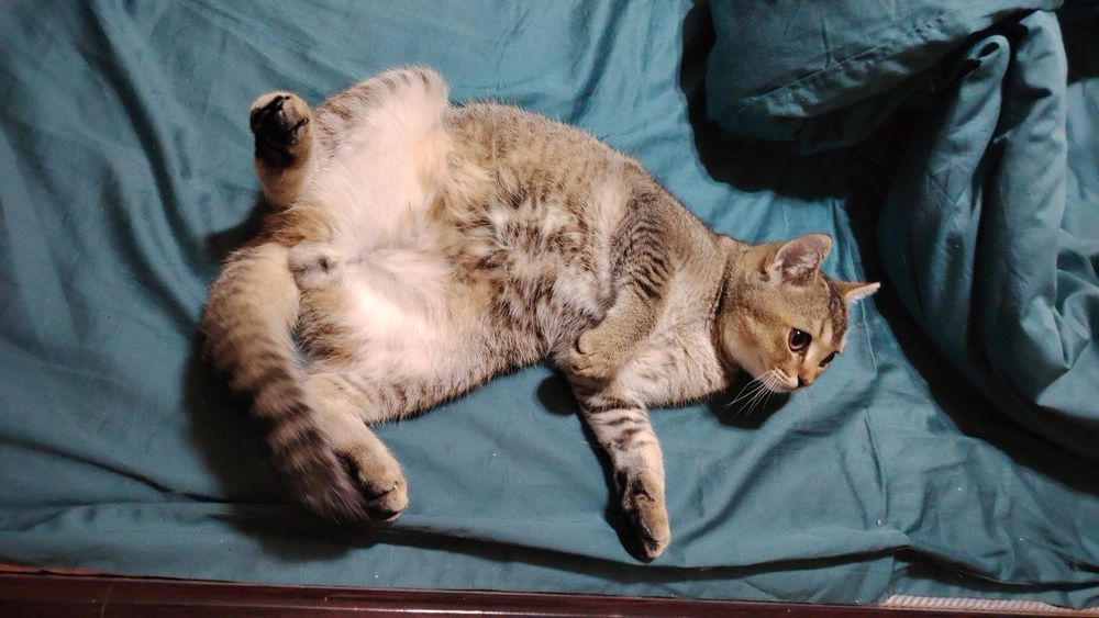 Zalatistiy shinshila