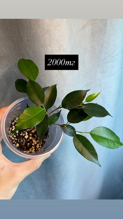 Комнатные растения