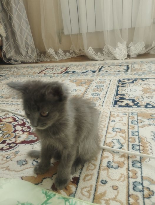 Котенок в добрые руки