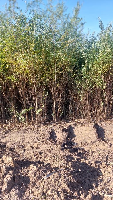 Қарағаш көшеттері