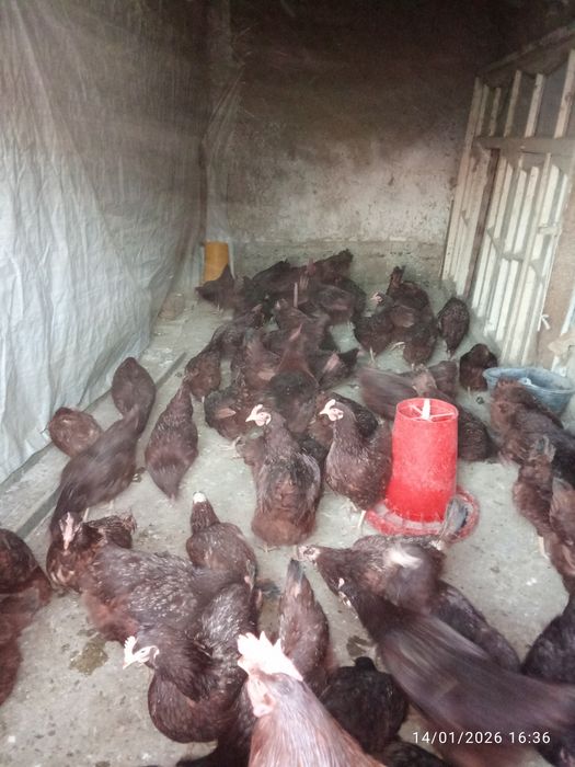 Кихан товуклари малотка