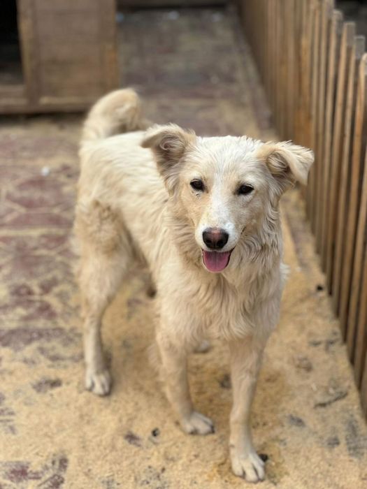 Собаки с приюта в хорошие руки.