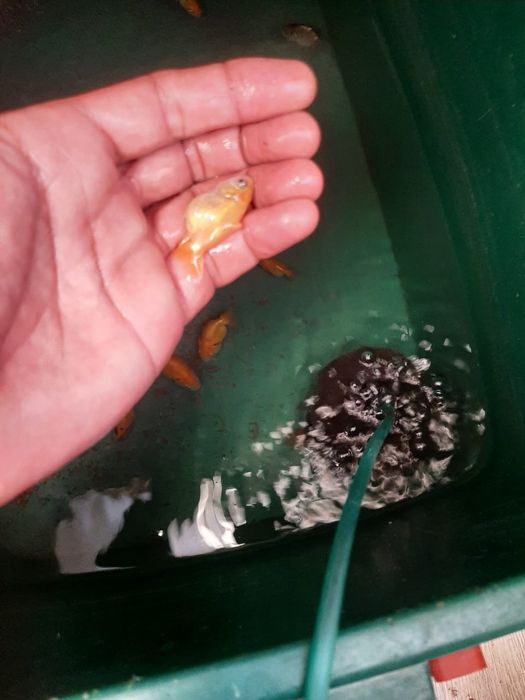 Балық 5см тез сатылады