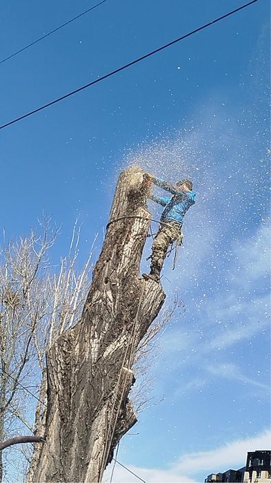 15.000 тенге. Спил деревьев,аварийных деревьев
