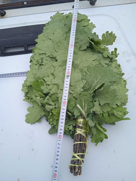 Веник дубовый для бани