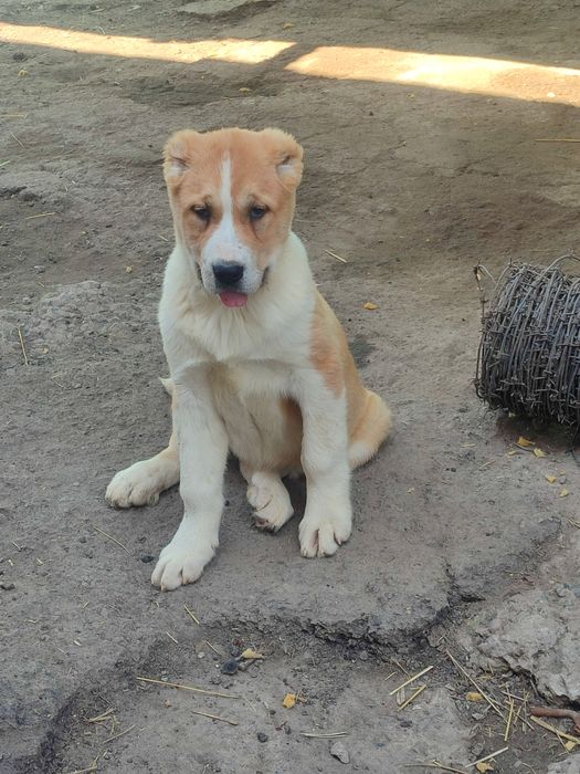 Щенки Алабая САО