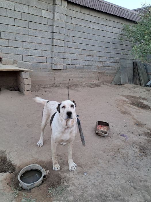 Ұрғашы алабай 2 жасар