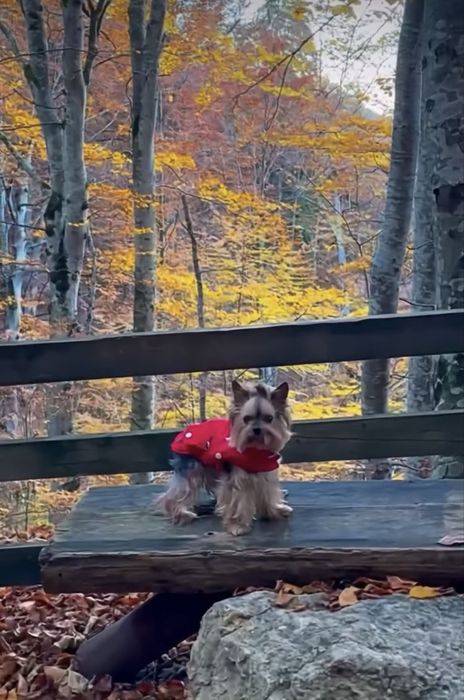Pet sitter privat