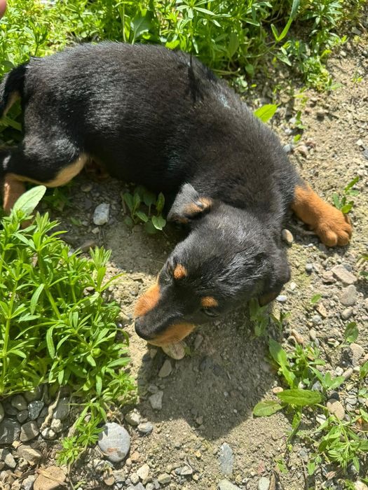 Такса күшігы сатылады