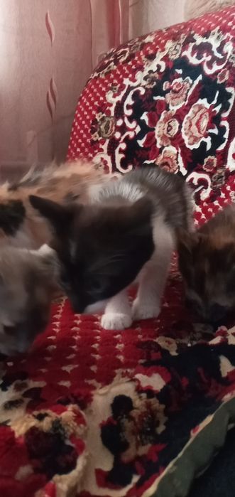 Отдам котят в хорошие руки