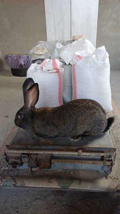 В продаже самец фландр