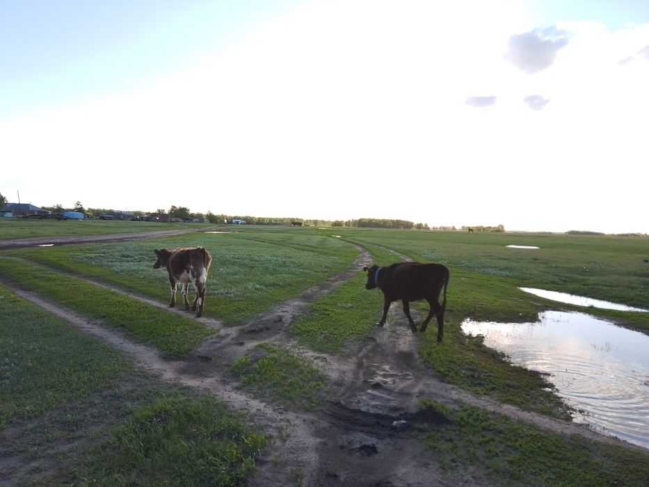 Продам крс молодняк годовалых