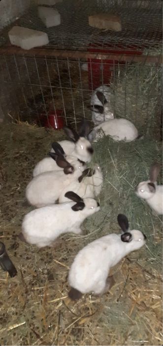 Iepuri carne si companie California