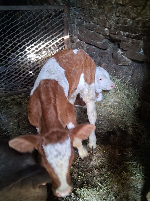 Vand doi vitei baltati