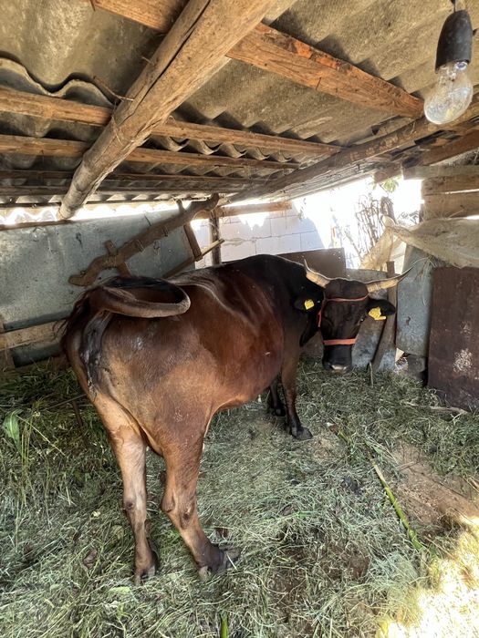 vaca cu vitel de vanzare