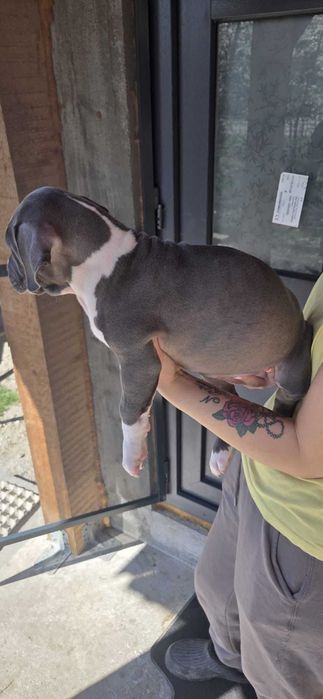 American bully xl