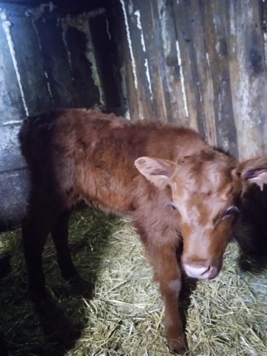 Продам бычка и телочку