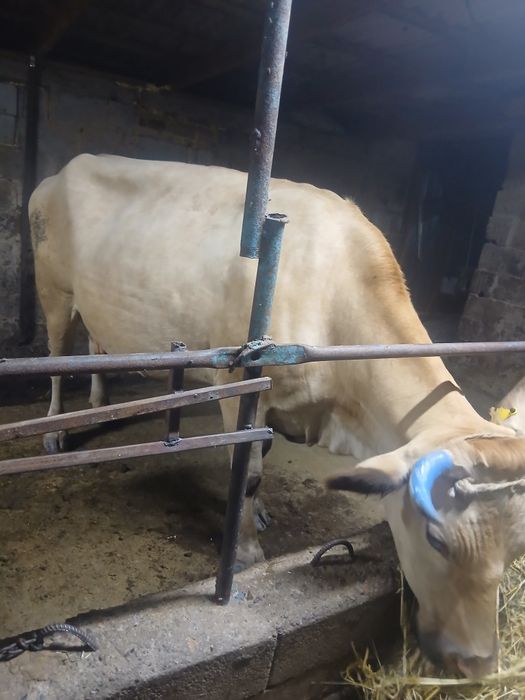 Продам карову п Аймен