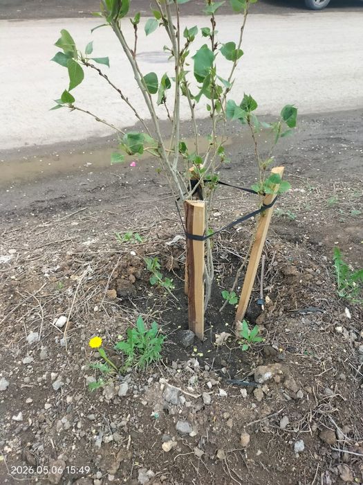 Тополь пирамидальной