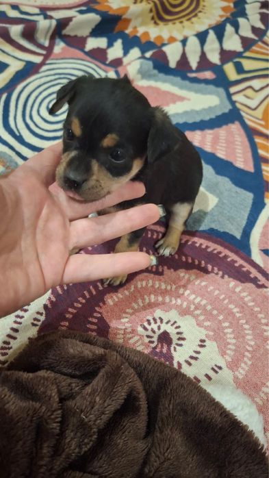 Щеночки той терьера