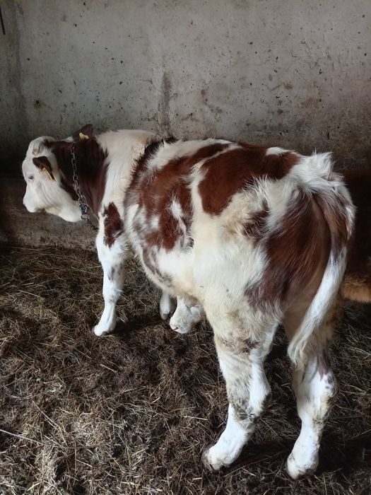 Vând 8 vieți (3 masculi și 5 femele) între 100și 200 de kg