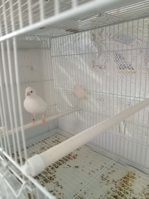 Декоративная порода.