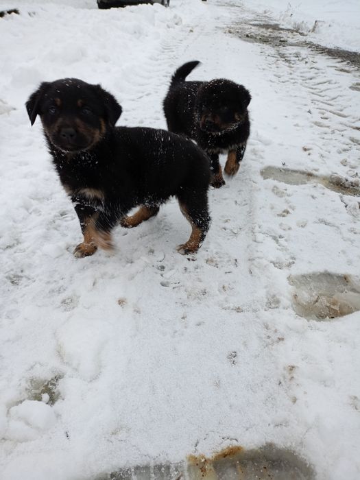 Продавам ротвайлерчета .