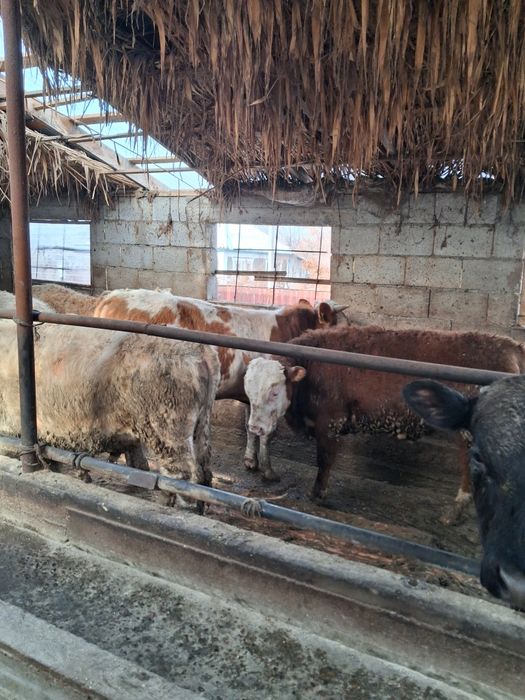 1 жане 2 жасар бұқалар