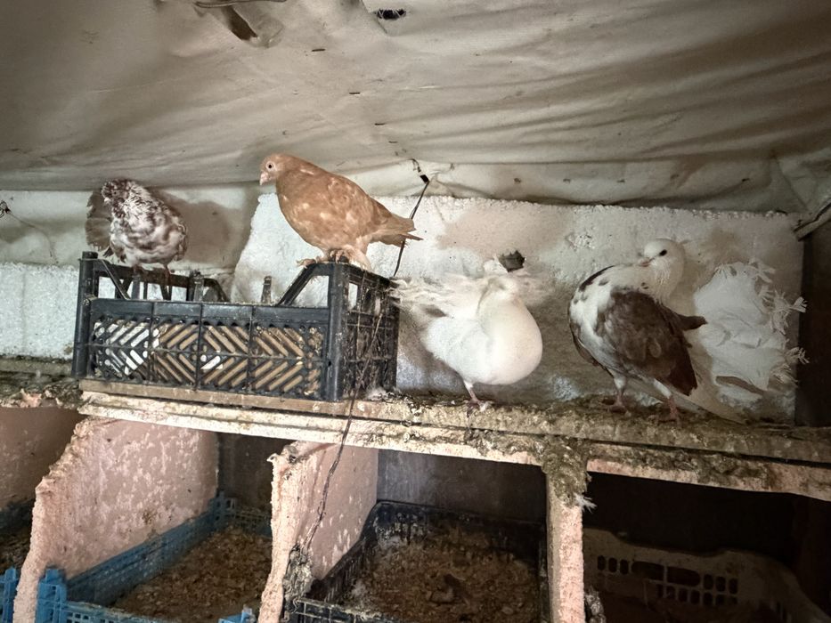 Голуби павлины оптом