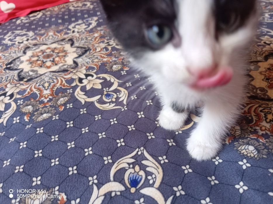 Хадияга бервораман