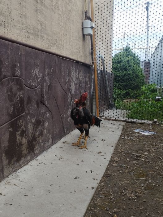 Продам парочку дакан