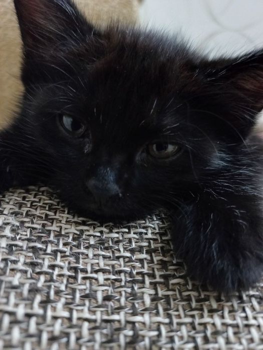 Котята даром в добрые руки