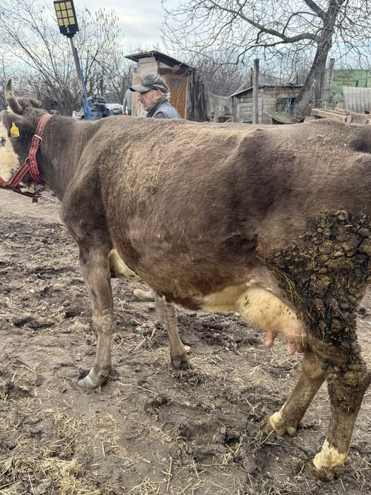 Vând vacă de 8 ani gestanta de 6 luni