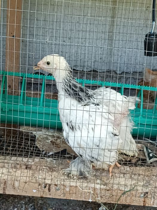 Брамма жожалар сотувга чикти
