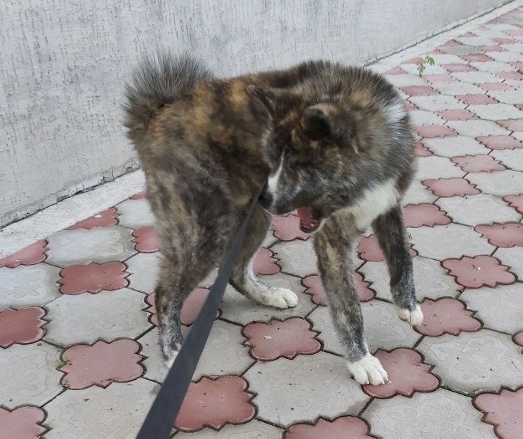 Продам. кобель, Акита