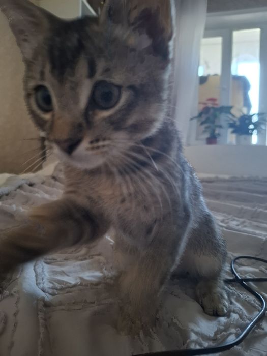 Кошка котенок кошка
