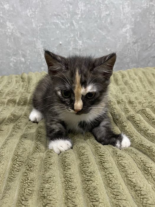 котенок девочка, в добрые руки.