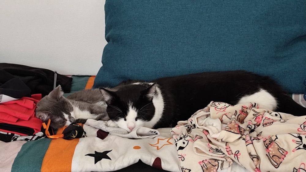 Adopție pereche pisici