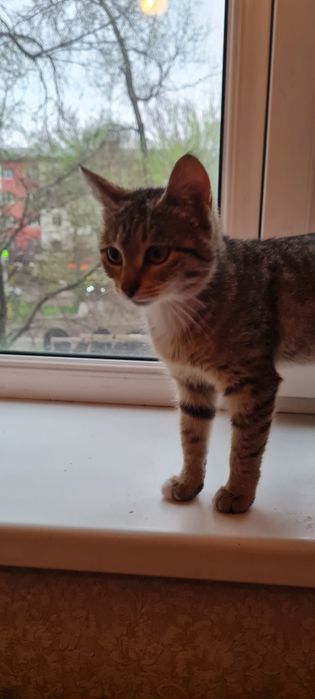 Отдам в добрые руки кошечку