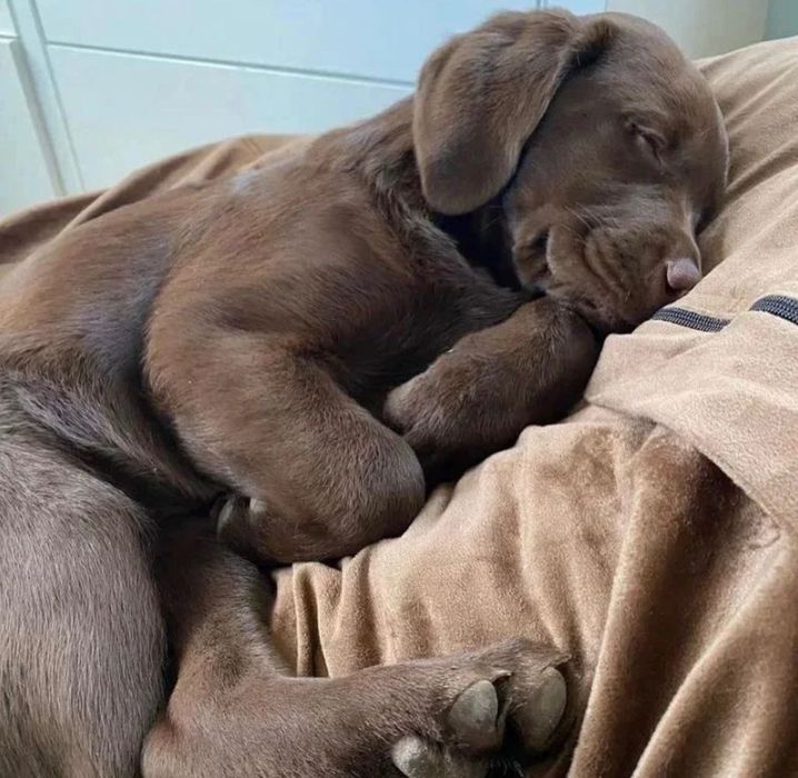 Малышата ЛабрадорА