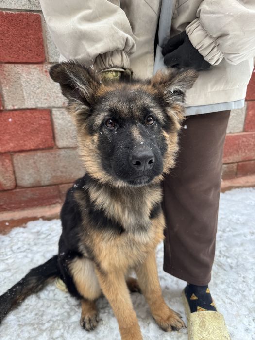 Щенки Немецкой Овчарки