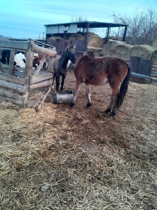 Продам лошадей жеребца и двух кабеля