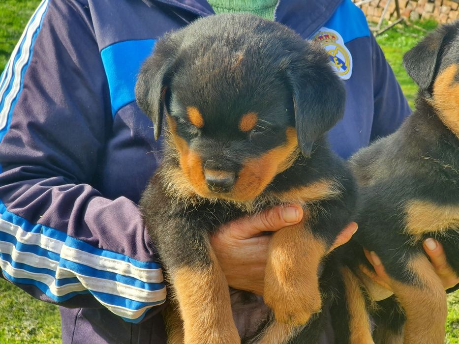 Pui Rottweiler cu Pedigree