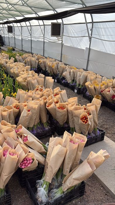 Тюльпаны оптом/ Беларусь