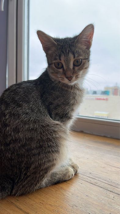 Отдам кошку бесплатно