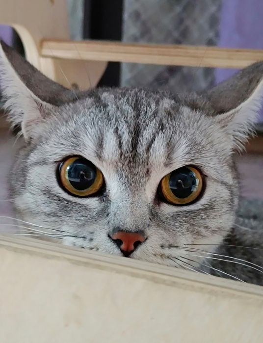 Продам Шотландских кошечек Whiskas