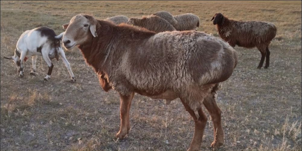 Продам курдючного кошкара