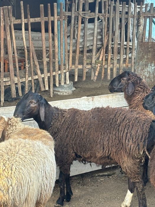 Продаеться бараны