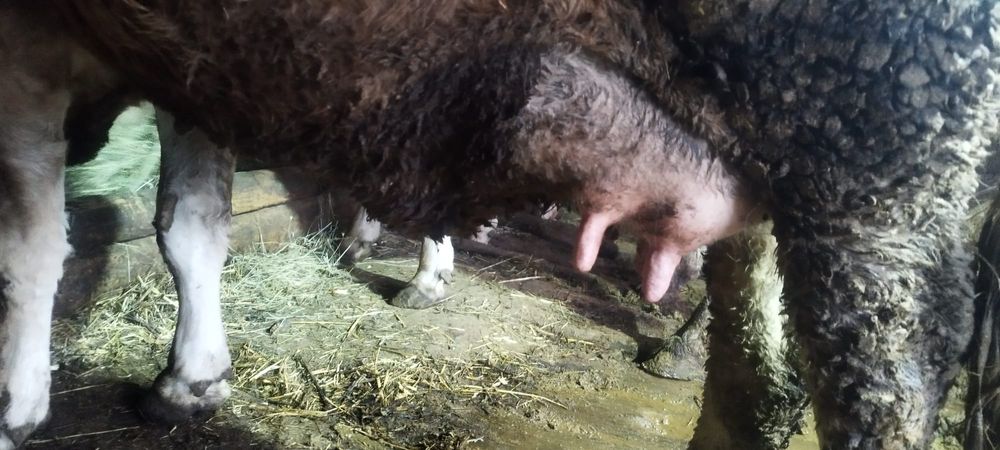 Viței și  vaci bălțată și brună de vânzare