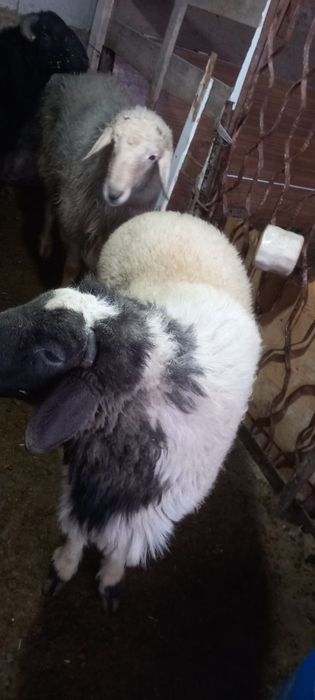 Qochqorlar sotiladi qora va oq